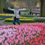  Keukenhof Tulips, Netherlands 